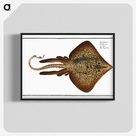 2-33_Ichtyologie-ou-Histoire-naturelle_blk-crop