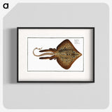 2-33_Ichtyologie-ou-Histoire-naturelle_blk