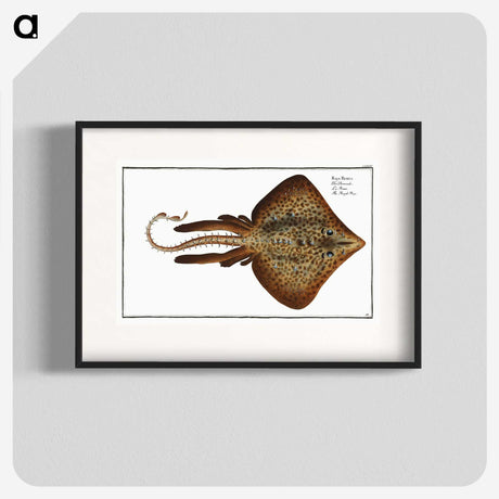 2-33_Ichtyologie-ou-Histoire-naturelle_blk