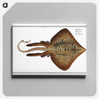 2-33_Ichtyologie-ou-Histoire-naturelle_canvas