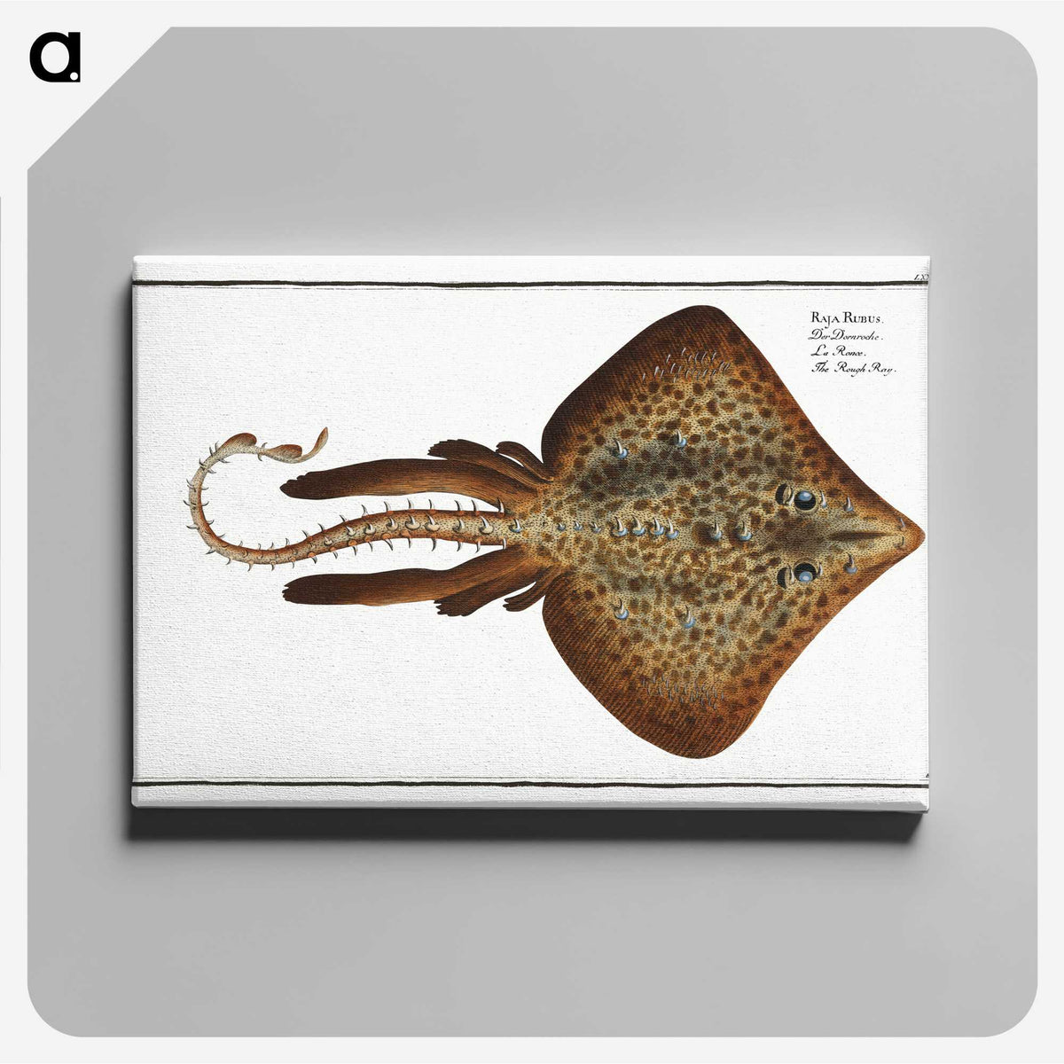 2-33_Ichtyologie-ou-Histoire-naturelle_canvas