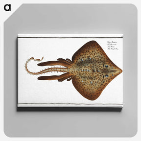2-33_Ichtyologie-ou-Histoire-naturelle_canvas