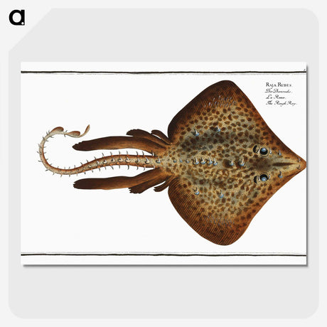 2-33_Ichtyologie-ou-Histoire-naturelle_picture-crop