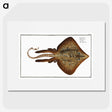 2-33_Ichtyologie-ou-Histoire-naturelle_picture