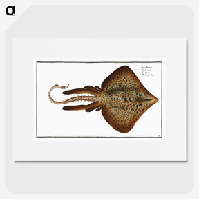 2-33_Ichtyologie-ou-Histoire-naturelle_picture