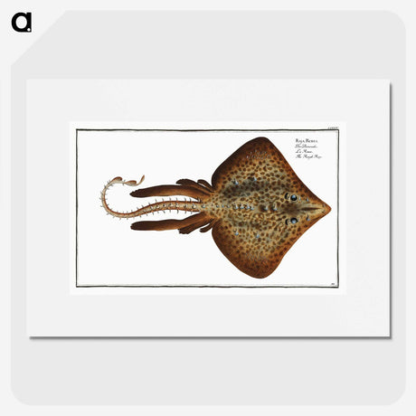 2-33_Ichtyologie-ou-Histoire-naturelle_picture