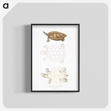 2-33_Indian-Zoology_blk-crop