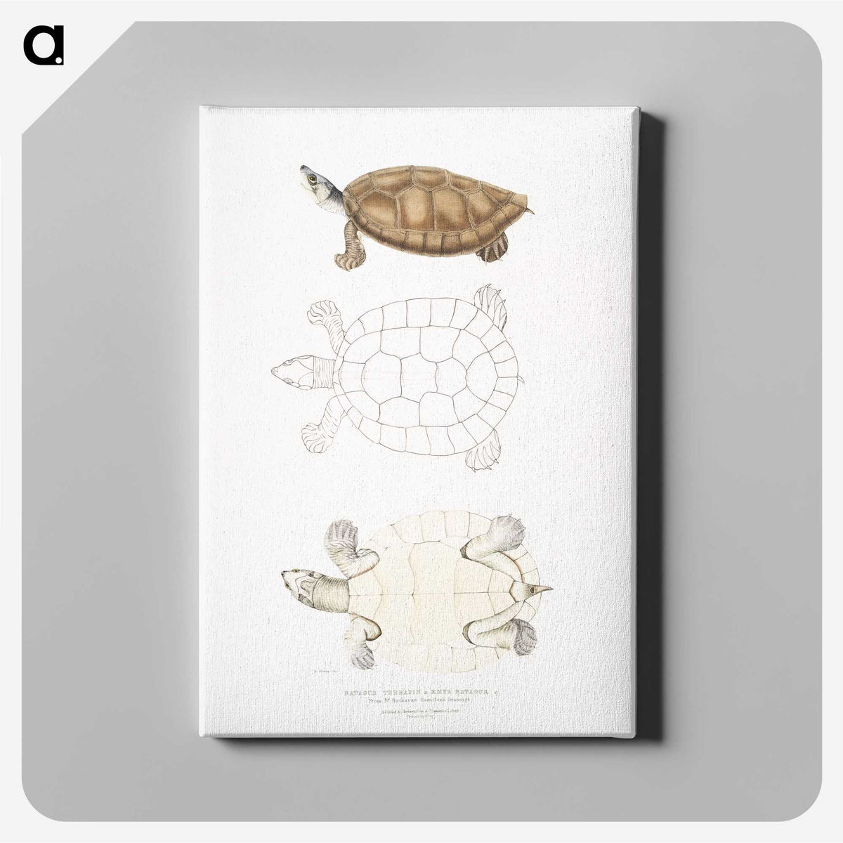 2-33_Indian-Zoology_canvas