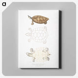 2-33_Indian-Zoology_canvas