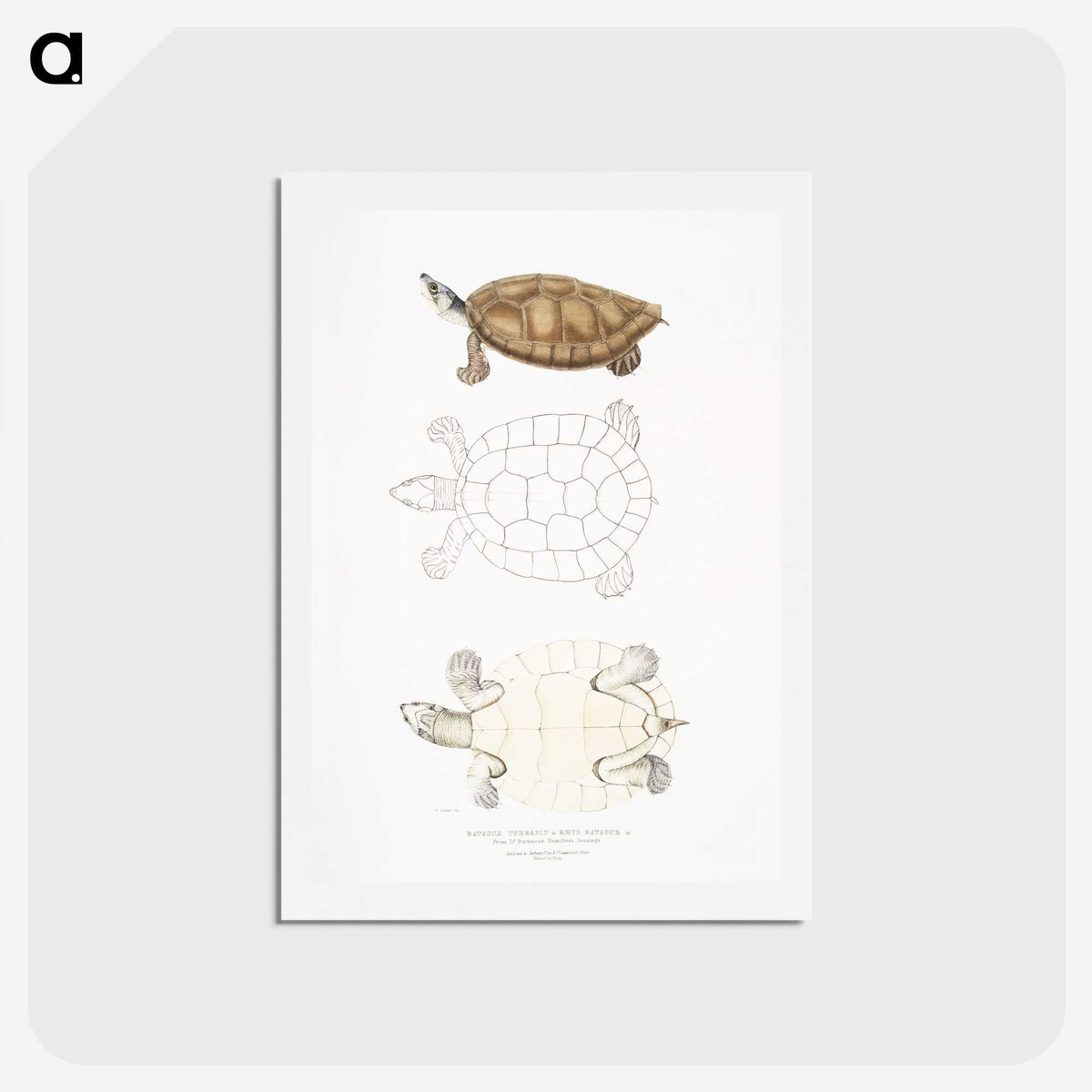 2-33_Indian-Zoology_hagaki