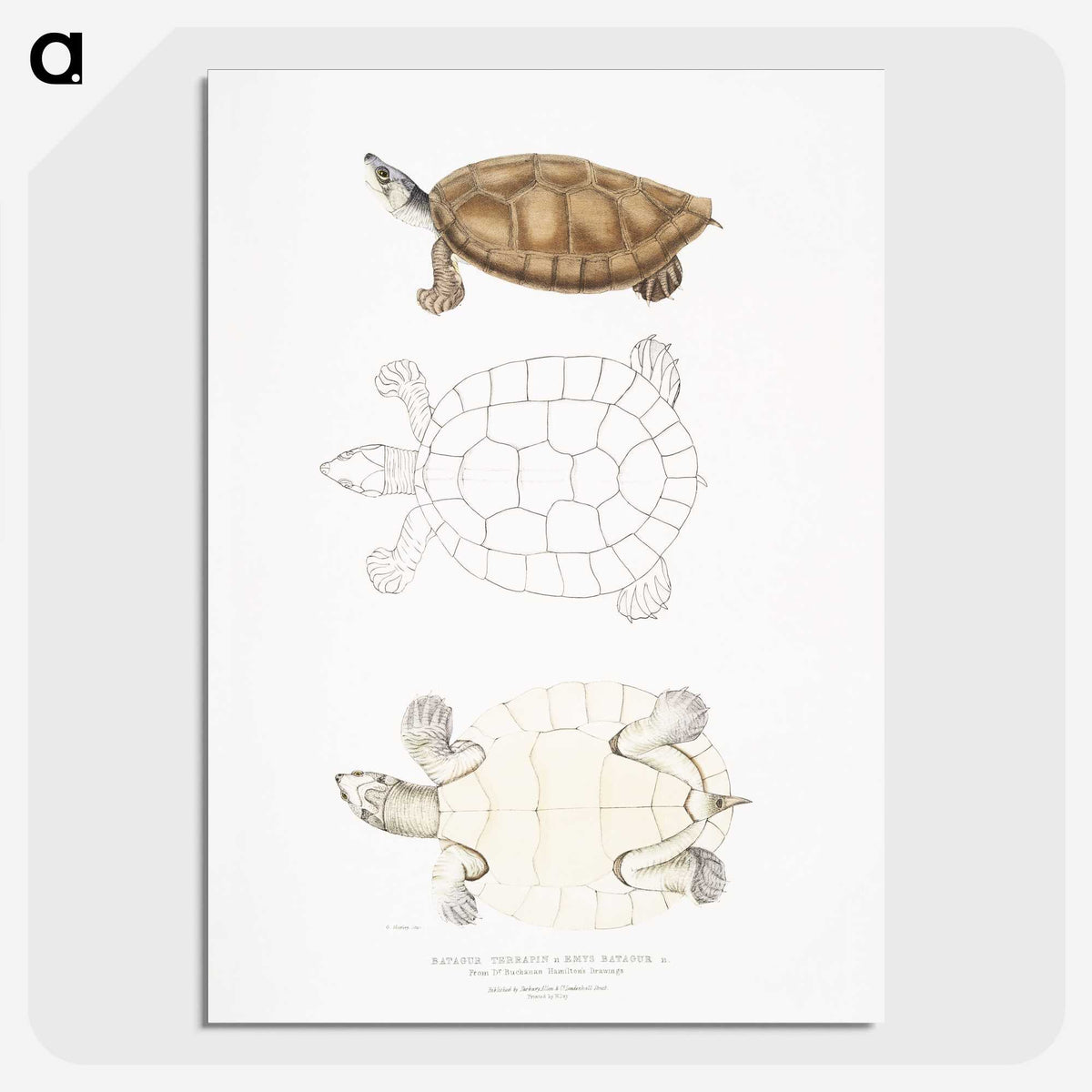 2-33_Indian-Zoology_picture-crop