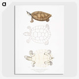 2-33_Indian-Zoology_picture-crop