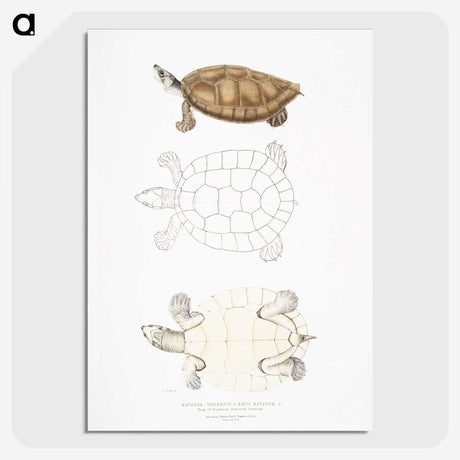 2-33_Indian-Zoology_picture-crop