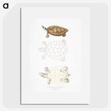 2-33_Indian-Zoology_picture