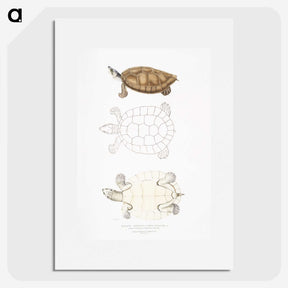 2-33_Indian-Zoology_picture