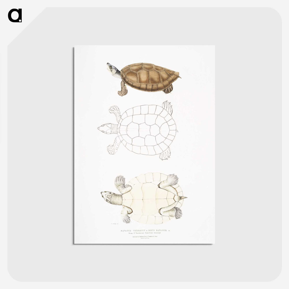 2-33_Indian-Zoology_postcard
