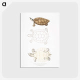 2-33_Indian-Zoology_postcard