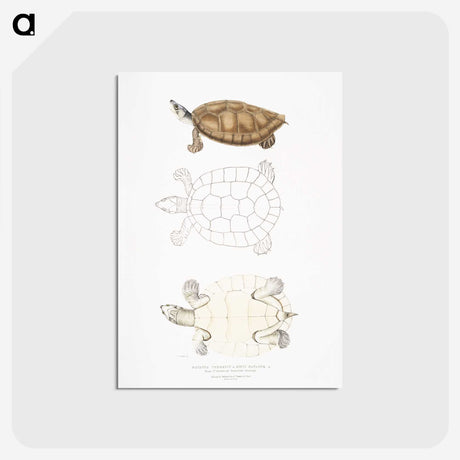 2-33_Indian-Zoology_postcard