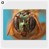 2-33_Insects-Unlocked-Project_picture-crop