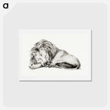 アートポストカード-Lying lion - ジャン ベルナール Postcard.