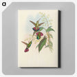 2-33_John-Gould_canvas