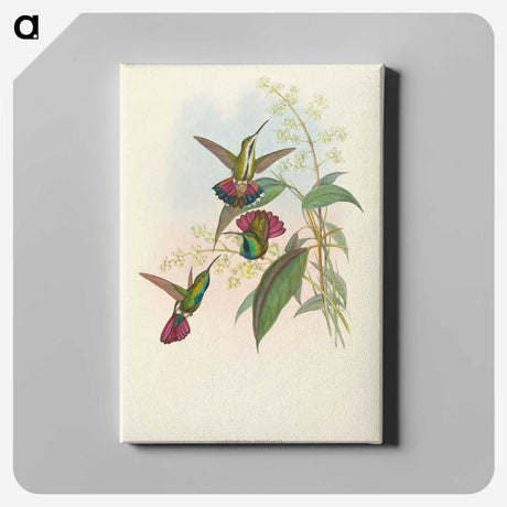 2-33_John-Gould_canvas