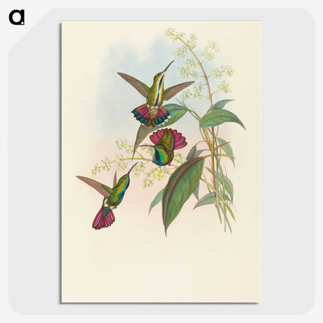 2-33_John-Gould_picture-crop