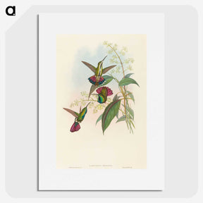 2-33_John-Gould_picture
