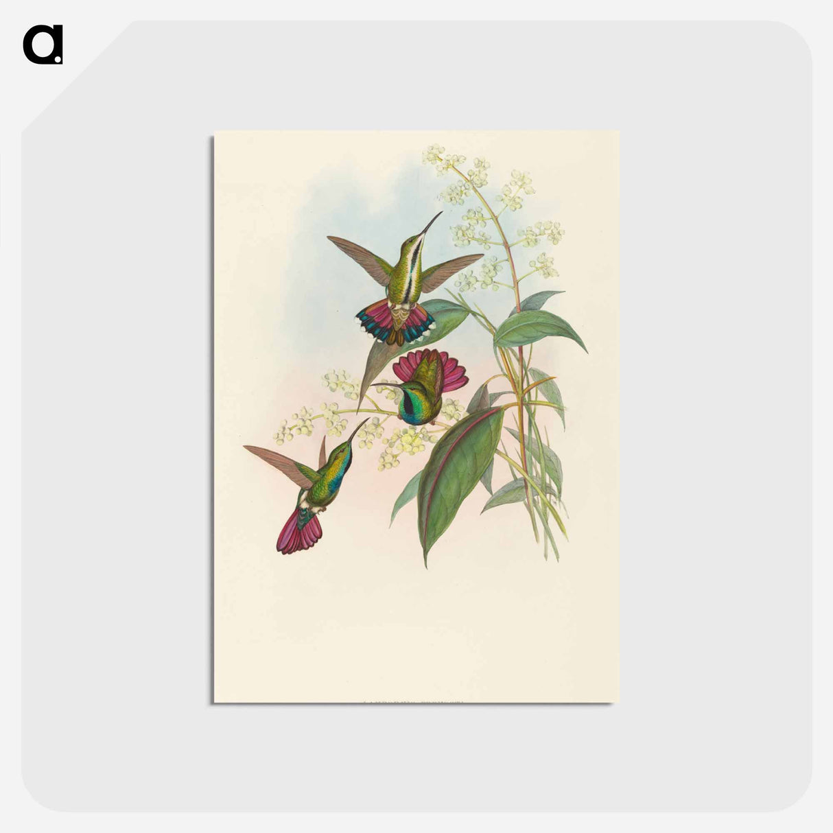 アートポストカード-Lampornis Prevosti
 - ジョン グールド Postcard.
