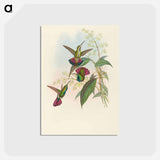 アートポストカード-Lampornis Prevosti
 - ジョン グールド Postcard.