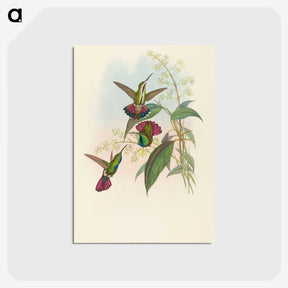 2-33_John-Gould_postcard