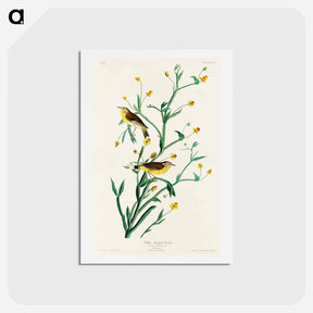 アートポストカード-Yellow Red-poll Warbler
 - ジョン ジェームス オーデュボン Postcard.