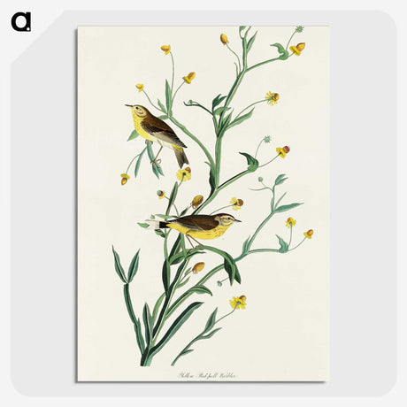 2-33_John-James-Audubon_picture-crop