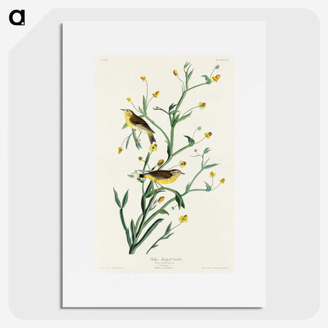 2-33_John-James-Audubon_picture