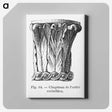 2-33_Les-Palmiers-Histoire-Iconographique_canvas