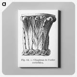 2-33_Les-Palmiers-Histoire-Iconographique_canvas