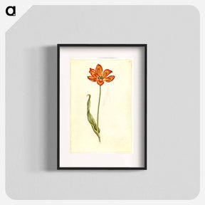 アートポスター-Tulipa gesneriana
 - マリア ジビーラ メーリアン Poster.