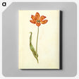 2-33_Maria-Sibylla-Merian_canvas