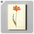 アートパネル-Tulipa gesneriana
 - マリア ジビーラ メーリアン Canvas.