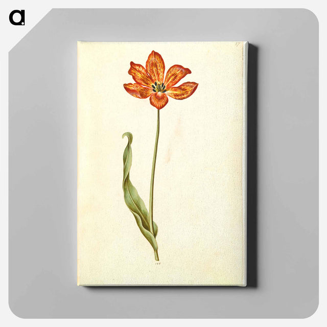アートパネル-Tulipa gesneriana
 - マリア ジビーラ メーリアン Canvas.