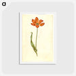 アートポストカード-Tulipa gesneriana
 - マリア ジビーラ メーリアン Postcard.