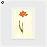 アートポストカード-Tulipa gesneriana
 - マリア ジビーラ メーリアン Postcard.