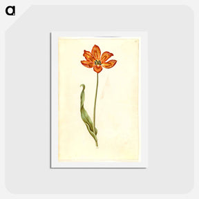 アートポストカード-Tulipa gesneriana
 - マリア ジビーラ メーリアン Postcard.