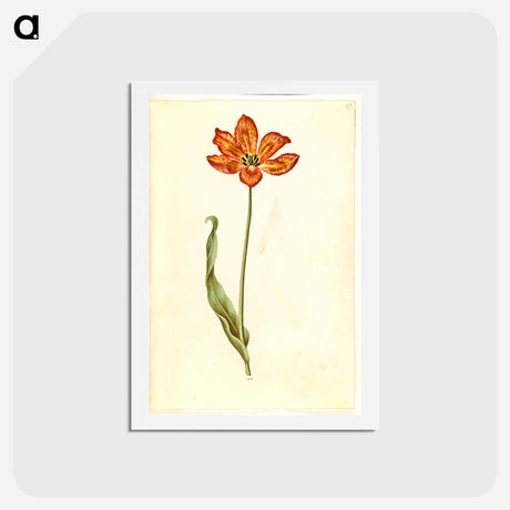 アートポストカード-Tulipa gesneriana
 - マリア ジビーラ メーリアン Postcard.