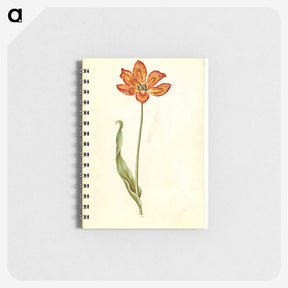 2-33_Maria-Sibylla-Merian_memo