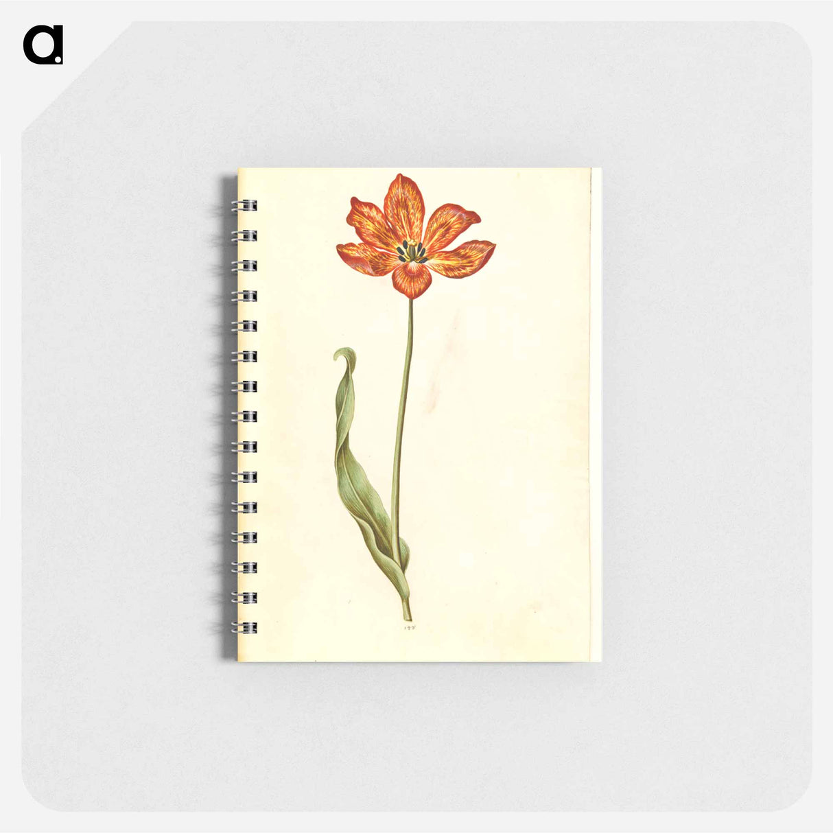 アートメモ帳-Tulipa gesneriana
 - マリア ジビーラ メーリアン Memo.
