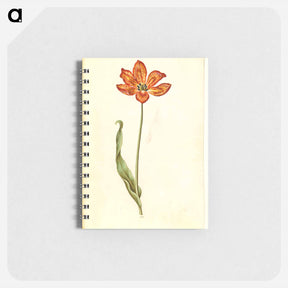 アートメモ帳-Tulipa gesneriana
 - マリア ジビーラ メーリアン Memo.