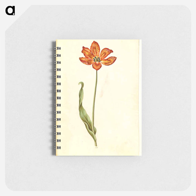アートメモ帳-Tulipa gesneriana
 - マリア ジビーラ メーリアン Memo.