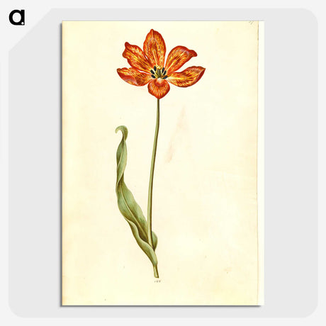 2-33_Maria-Sibylla-Merian_picture-crop