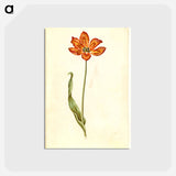 アートポストカード-Tulipa gesneriana
 - マリア ジビーラ メーリアン Postcard.